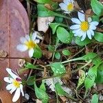 Bellium bellidioides Flower