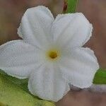 Mascarenhasia arborescens Flor