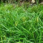 Carex crinita Hostoa