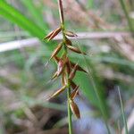 Carex pulicaris Blomst