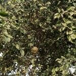 Aegle marmelos Fruto