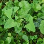 Persicaria perfoliataBlad