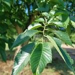 Ulmus americanaLeaf