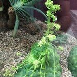 Aeonium tabulaeforme Συνήθη χαρακτηριστικά