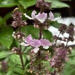 Ocimum kilimandscharicum Flower