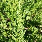 Dysphania multifida Hoja