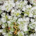 Paronychia argentea 花