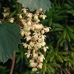 Humulus lupulus 花