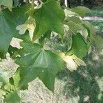 Acer cappadocicum Плод