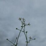 Galium pumilum Çiçek
