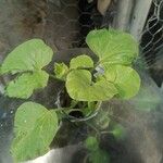Cucumis melo Leaf