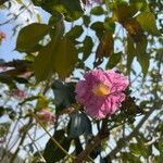 Tabebuia roseaBlodyn