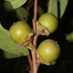 Diospyros salicifolia Frucht