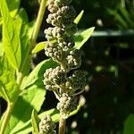 Spiraea salicifolia 花