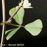 Medicago murex Otro