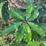 Pittosporum undulatum Foglia