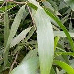 Acacia auriculiformis Blad