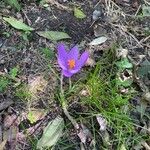 Crocus nudiflorusBlomst