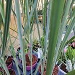 Panicum virgatum Likasa