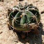 Echinocactus texensis 葉