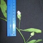 Aniseia martinicensis その他の提案