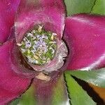 Neoregelia carolinae Flower