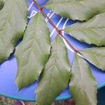 Euplassa cantareirae Hoja