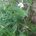 Asystasia gangetica Λουλούδι
