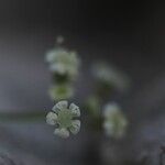 Ptychotis saxifraga Fula