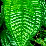 Miconia crenata Leaf