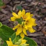 Lysimachia punctata Flower