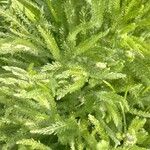 Achillea tomentosa Blad