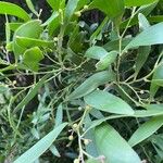 Acacia longifolia 葉
