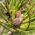 Pinus muricata Blüte