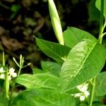 Asclepias nivea Blad