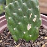 Consolea rubescens Corteza