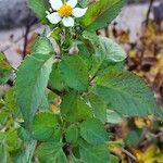 Bidens pilosa Vivejo