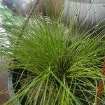 Isolepis cernua Ліст