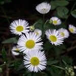 Erigeron philadelphicus花