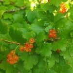 Ribes alpinumFrukt