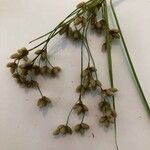 Scirpus cyperinus 果