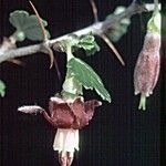 Ribes roezlii Flower
