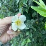 Philadelphus lewisiiFlors