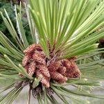 Pinus nigra Blad