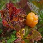 Rubus chamaemorus Frukto