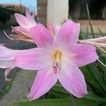 Amaryllis belladonna Flower