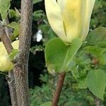 Magnolia acuminata 花