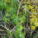 Peucedanum alsaticum Leaf