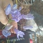 Triteleia grandiflora Цветок