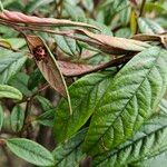 Cotoneaster salicifolius Лист